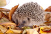 Veranstaltung: Teltower Salon „Schon im Sommer an den Herbst denken - Igel in unseren Gärten“ Di 22.​07.​2025