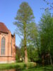 Direkt an der Katholischen Kirche steht eine imposante Sumpfzypresse. Foto: Uwe Jueg Direkt an der Katholischen Kirche steht eine imposante Sumpfzypresse. Foto: Uwe Jueg