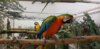 Exotische Vögel Exotische Vögel