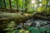 Veranstaltung: Wildnis-Tour im Biosph&auml;renreservat Th&uuml;ringer Wald Sa 11.​10.​2025