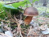 Marone_2 (c) AC Burg Storkow