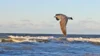 Silbermöwe an der Ostsee, Foto: Archiv Frank Liebig, CC BY-SA 3.0