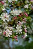 Apfelblüte, Foto: congerdesign auf Pixabay