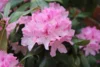 Rhododendron, Foto: Etienne GONTIER auf Pixabay