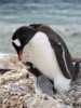 Eselspinguin, CC0