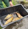 Veranstaltung: Abfischen am Villateich Sa 10.​10.​2026