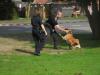 Vorf&uuml;hrung der Polizei Hundestaffel