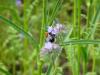 fleisige Bienen in der Wildblumenwiese