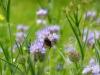 fleisuge Biene im Wildblumenfeld