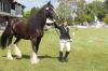 182 cm Stockmaß hat dieser Shire Horse-Wallach vom Gut Margraffshof