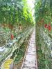 Foto vom Album: Besuch in der Tomaten- und Paprikaplantage in Hemmingstedt
