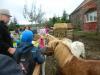Foto vom Album: Treffen mit der polnischen Partnerschule - Besuch einer Tierfarm / Kartoffelfest