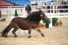 Siegerhengst Superman (Shetland Pony)