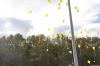 Luftballons in der Luft