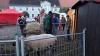 Schafe wurden soeben geliefert für den Streichelzoo zum Weihnachtsmarkt Uebigau