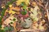 Foto vom Album: Schlosspark im Herbst