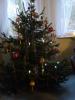 Foto vom Album: Seniorenweihnachtsfeier