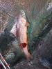 Foto vom Album: Abfischen 2019