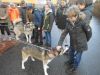 Foto vom Album: Huskys zu Besuch bei der 4. Klasse