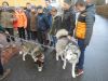 Foto vom Album: Huskys zu Besuch bei der 4. Klasse