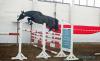 Foto vom Album: Freispringwettbewerb der Ponys in Wulkow