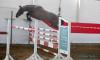 Foto vom Album: Freispringwettbewerb der Reitpferde in Wulkow