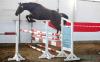 Foto vom Album: Freispringwettbewerb der Reitpferde in Wulkow