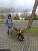 ein Sch&uuml;ler mit Schubkarre beladen mit Holz und &Auml;sten