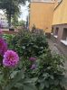 Foto vom Album: In unserem Schulgarten wächst und blüht es.