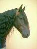 Foto vom Album: Portrais unserer Pferde in der Reitschule Cerstin Hille