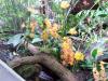 Foto vom Album: Orchideenzauber - Ein Feuerwerk der Farben in der Biosphäre Potsdam
