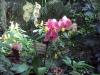 Foto vom Album: Orchideenzauber - Ein Feuerwerk der Farben in der Biosphäre Potsdam