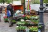 Foto vom Album: Blumen- und Pflanzenmarkt in Wittstock