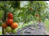 erntereife Tomaten der Sorte Campari am 03.06.2011
