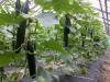 seit Mitte Mai gibt es Gurken der Ernte 2011 aus Fleißdorf