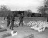 Foto vom Album: April 1945 US-Soldaten füttern Vieh in Rogätz