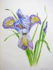 Iris - Aquarell