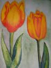 Tulpen - Aquarell
