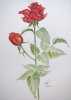 Rote Rose - Aquarell