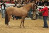 Foto vom Album: Bundessieger Ponyhengste