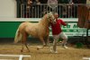 Foto vom Album: Bundessieger Ponyhengste