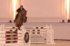 DSP Araldik - Vize-Bundeschampion der 5-jährigen Springpferde 2012