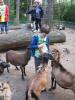 Foto vom Album: Wandertag Klasse Flex B Tierpark Perleberg