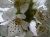 Blüten in voller Pracht - Zeit für ein Frühlingsfest (12.04.14)