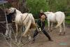Herausbringen der Pferde; Hufpflege bei Nobbi