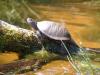 Exemplar einer Europäische Sumpfschildkröte auf Baumstamm, Foto: Gemeinde Grünheide (Mark)