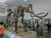Das Mammut im Museum