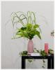 Bild von Galerie: Gartenschönheit in Vasen