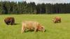 Bild von Galerie: Unsere Tiere