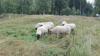 Bild von Galerie: Unsere Tiere